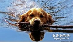 狗狗游泳的好处与坏处