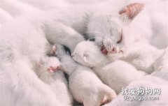 小奶猫眼睛流脓 千万不要乱用药