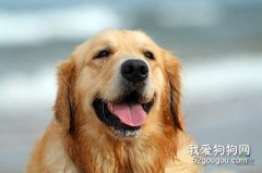 <b>狗狗鼻炎的原因和预防治疗</b>