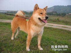 怎样挑选柴犬 新手主人必看