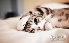 猫病毒性鼻气管炎是什么