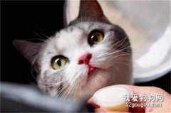 猫艾滋病的表现是什么?