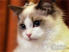 <b>布偶猫背部毛变硬是什么原因</b>