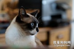 猫绝育后能发腮吗？