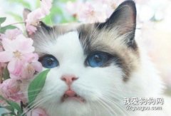 <b>猫的眼睛有哪些颜色？</b>