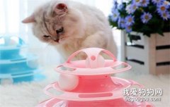 猫会屈服于暴力吗 惩罚猫咪你还用打吗？