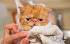 <b>养小奶猫需要准备什么?</b>