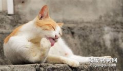 猫总是舔毛是什么意思?