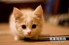 <b>没满月的小奶猫咋养?</b>