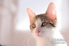 猫咪耳螨怎么治 判断猫咪得了耳螨的方法