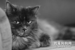 <b>猫便秘常见的三种原因</b>