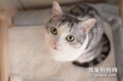 <b>猫中毒了什么症状 猫咪中毒该如何急救</b>