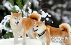 <b>什么颜色的柴犬最贵?</b>