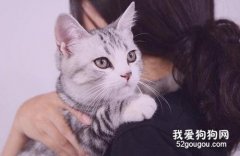 <b>如何让猫咪把你当主人 这四步主人要知道</b>