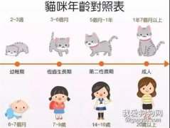 <b>养猫知识大全 新手看这篇就够了</b>