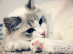 猫有腹水就是传腹吗?