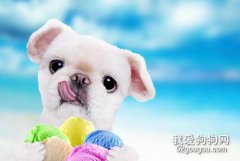 <b>狗为什么不能吃冰激凌?</b>