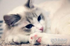 <b>布偶猫如何判断纯不纯?</b>