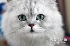 金吉拉猫性格怎么样？