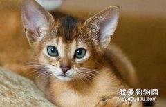 阿比西尼亚猫性格怎样？