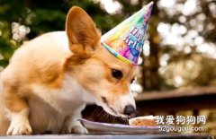 <b>狗狗零食可以吃什么？</b>