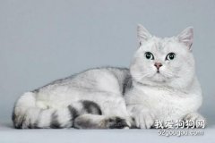 英国短毛猫的习性有哪些?