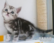 <b>银虎斑猫怎么看品相?</b>