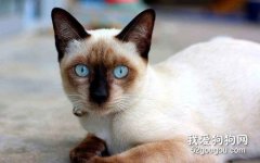 纯种暹罗猫特征有哪些?