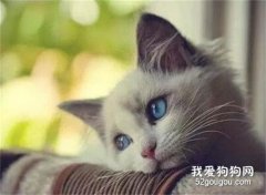 <b>布偶猫好养吗 饲养布偶猫一定要多陪伴它</b>