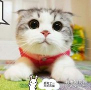 <b>苏格兰折耳猫好养吗?</b>