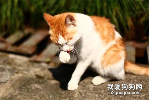 猫猫为什么爱干净？