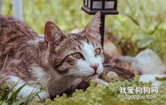 这些东西猫咪绝对不能吃
