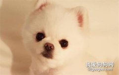博美喜欢叫怎么办？