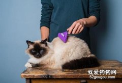 短毛猫怎么梳毛 短毛猫梳毛技巧
