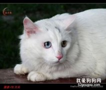 <b>猫咪感冒发烧症状和治疗方法</b>