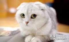 猫咪结膜炎和猫鼻支的区别