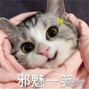 猫咪口腔溃疡的症状是什么?