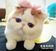 加菲猫怎么看纯不纯?