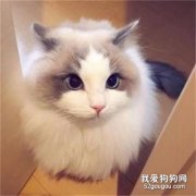 布偶猫的习性是什么?