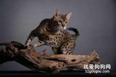 孟加拉豹猫的特点是什么?
