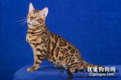 孟加拉豹猫怎么挑选?