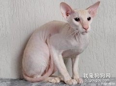 波米拉猫性格怎样?