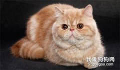 异国短毛猫怎么看品相？