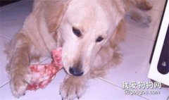 生骨肉喂养法如何解决寄生虫问题?