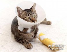 <b>猫咪骨折怎么办？</b>