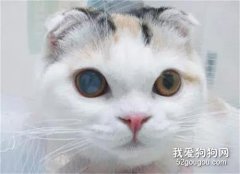 <b>猫咪白内障的原因和治疗方法</b>