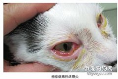 猫咪结膜炎症状及治疗方法