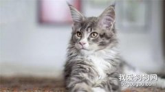 <b>褴褛猫和布偶猫的区别</b>