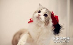 <b>挑选纯种布偶猫方法技巧</b>