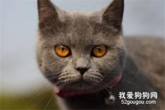 英国短毛猫如何鉴别挑选？